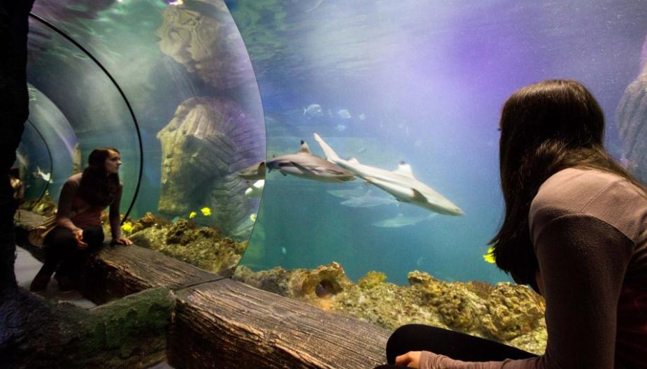 慕尼黑海洋生命水族館門票（免排隊）