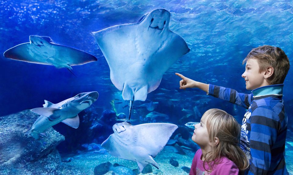 Aqua Dome及Sea Life柏林水族館門票