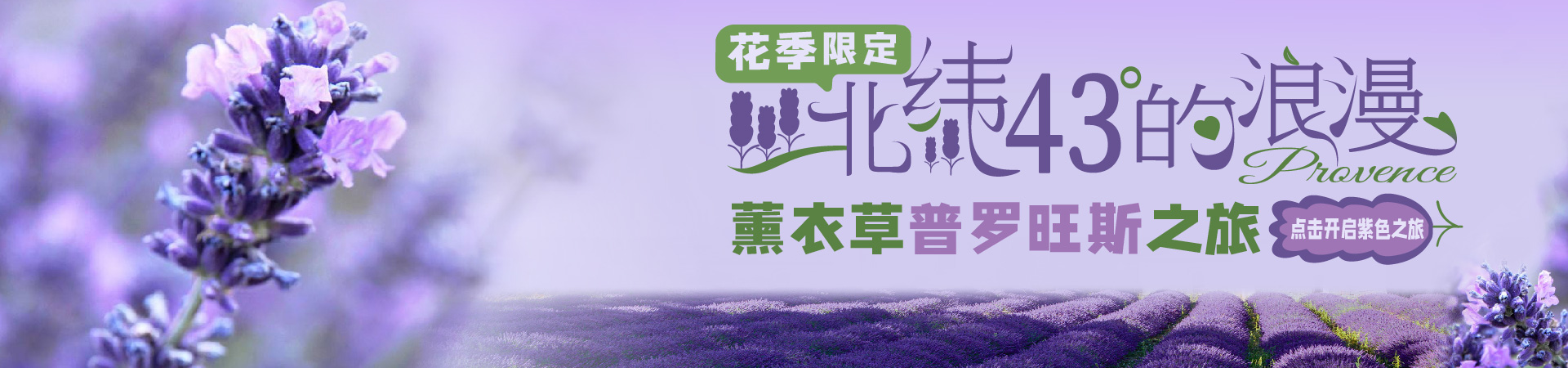 普羅旺斯薰衣草